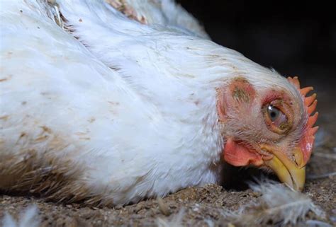 Chicken Sneezing: Identify, Causes, Treatment & Prevention