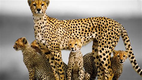 Brown and black cheetah with cubs, animals, baby animals, cheetahs HD wallpaper | Wallpaper Flare