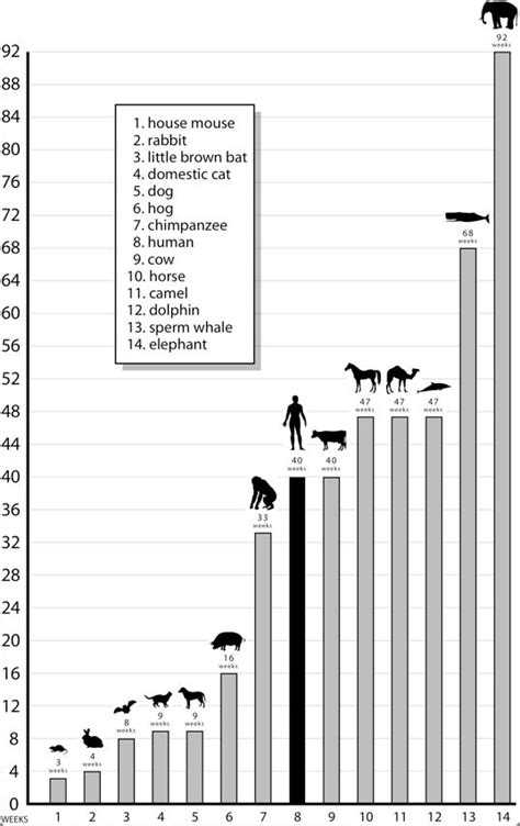 Mammals Gestation Period - Pets Lovers