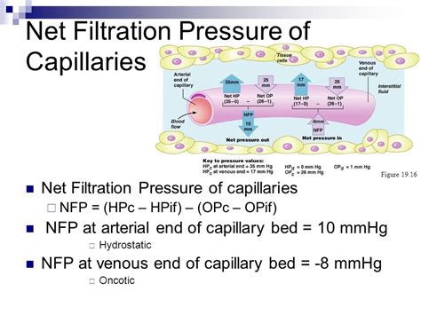 [Solved] Part G - Net Filtration Pressure at the Venous End (NFPv) of a... | Course Hero