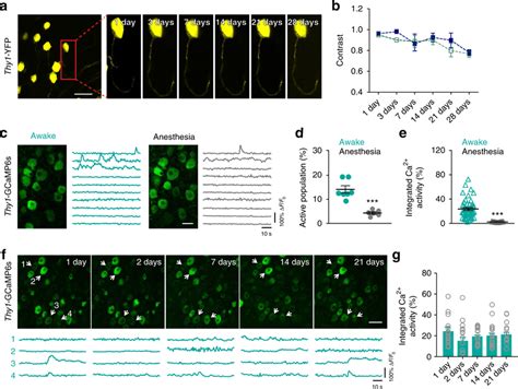 Chronic two-photon imaging of DRG sensory neurons over time. a... | Download Scientific Diagram