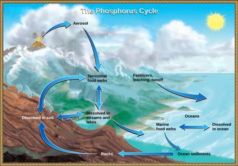 Biogeochemical Cycles – Introductory Biology: Evolutionary and Ecological Perspectives