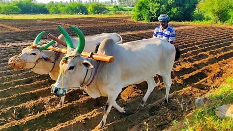 Antiquated method of plough by OX | Agriculture India | Agriculture, Agriculture in india, Roman ...