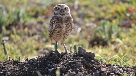 Bringing Burrowing Owls Online | San Diego Zoo Institute for ...