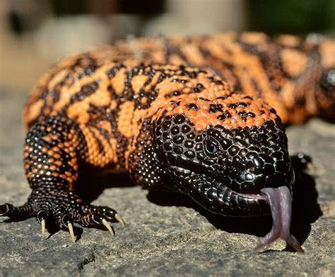 The Gila monster is the only venomous lizard native to the United States and one of only two ...