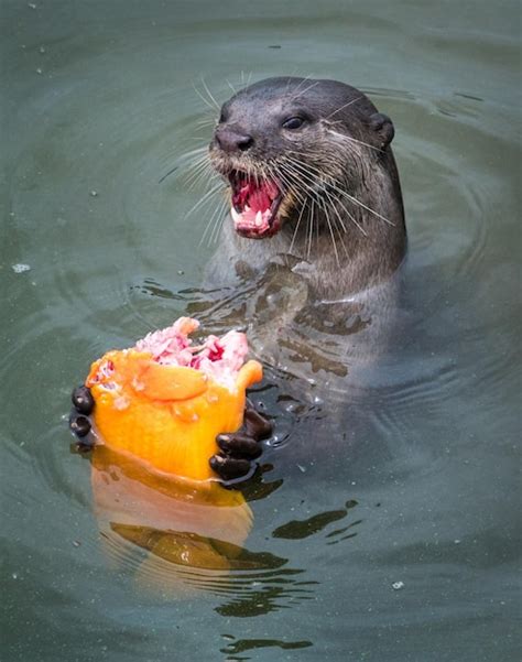 Premium Photo | Vertical shot of a eurasian otter with an angry face ...