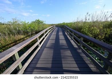 Anhinga Trail Boardwalk Everglades National Park Stock Photo 2142235515 ...