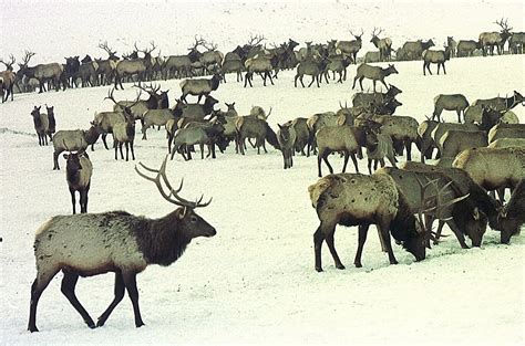 Survey Shows Yellowstone Elk Herd at Highest Level Since '05