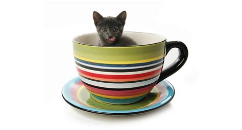 Teacup Cats And Miniature Cats - A Complete Guide