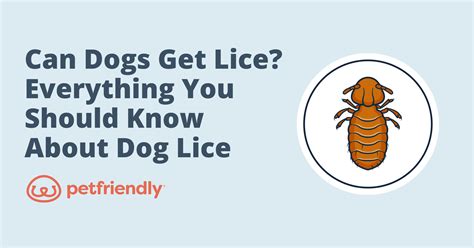 Can Dogs Get Lice? Everything You Should Know About Dog Lice