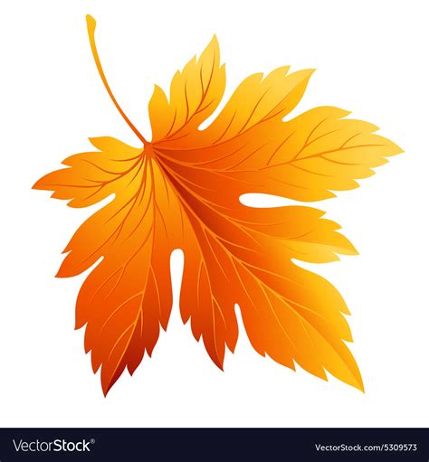 Fall leaf isolated in white Royalty Free Vector Image