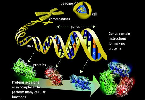 Genetics Basics: Introduction to Genetics