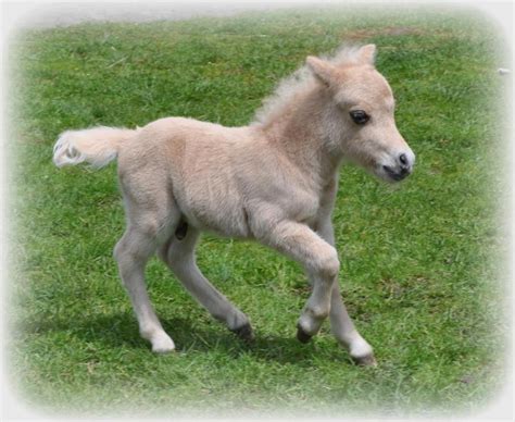 69 best Cute baby horses images on Pinterest | Baby horses, Animal babies and Beautiful horses