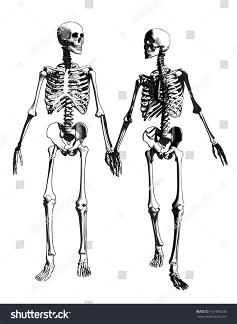 8.424 Skeletons holding hands: immagini, foto stock e grafica ...