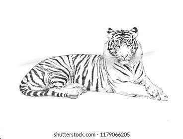 Black White Tiger Sleeping Vector Stock Vector (Royalty Free ...