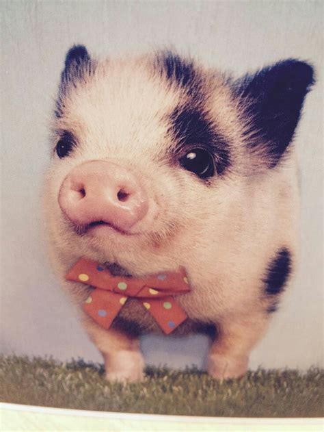 80 best images about Baby Pigs/Mini Pigs and Teacup Pigs....So cute! on ...