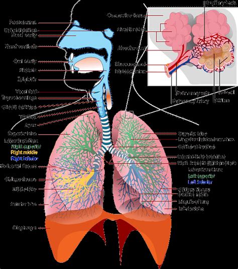 Parts Of The Respiratory System