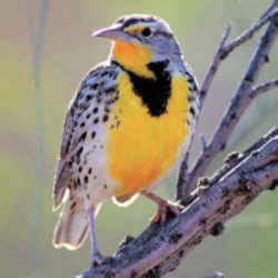 Nebraska State Bird: Western Meadowlark