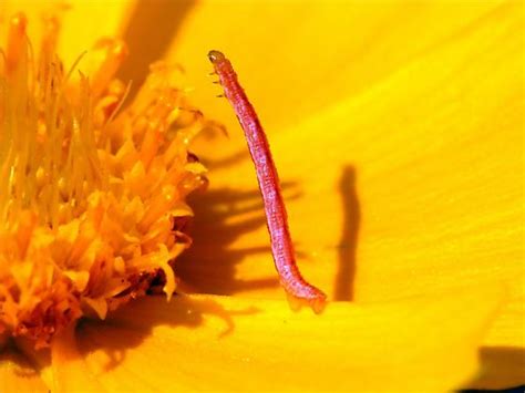 Pink Caterpillar - BugGuide.Net