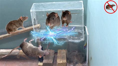 Diy Electric Rat Trap With Capacitor