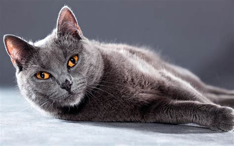 Chartreux – a cat with orange eyes | DinoAnimals.com