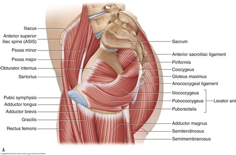 Ct Anatomy Pelvis Muscles : Presentation1.pptx, ct normal anatomy of ...