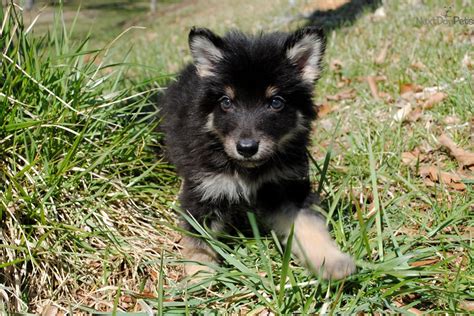 Wolf Hybrid Puppies Adoption : Wolf Hybrid puppy for sale near Charlotte, North Carolina ...