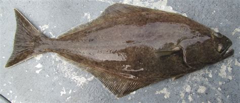 Pacific halibut