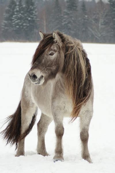 Yakutian Horse Information, Origin, History, Pictures