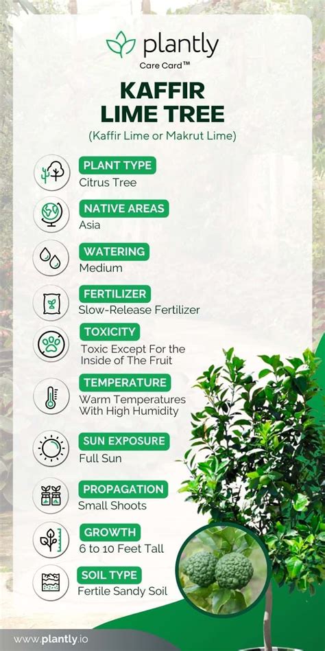 Kaffir Lime Tree Plant Care Guide | Plantly