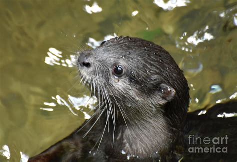 North American River Otter Swimming in a River Photograph by DejaVu Designs