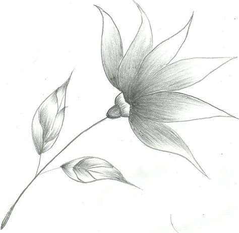 Flower Sketch by Mubibuddy on deviantART | Flower sketch pencil, Pencil drawings of flowers ...