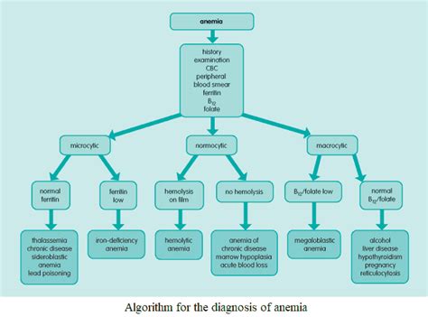 Anemia Work Up Flowchart