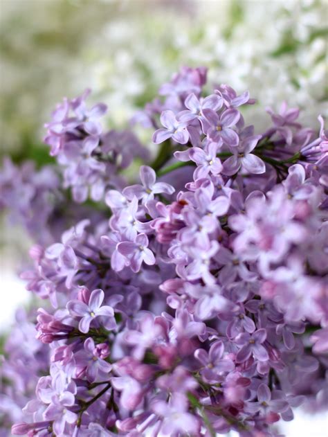 Lilac Time