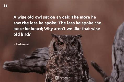 43 Owl Quotes, Captions, and Sayings to Make You Wiser