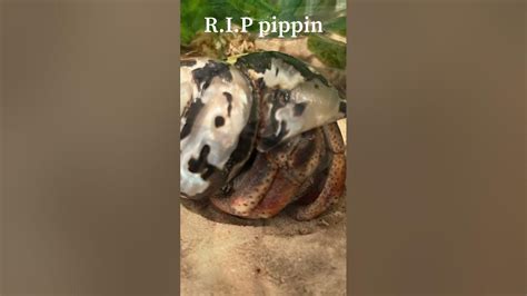 Pippin died😢 - YouTube