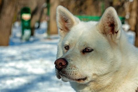 White Akita Inu Dog Stock Images - Image: 29134554