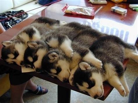 Sleeping Siberian Husky Puppies – 1Funny.com