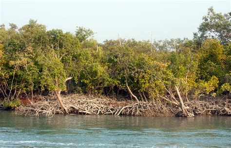 Sundarbans | Mangrove Forest, Wildlife Reserve, India-Bangladesh Border ...