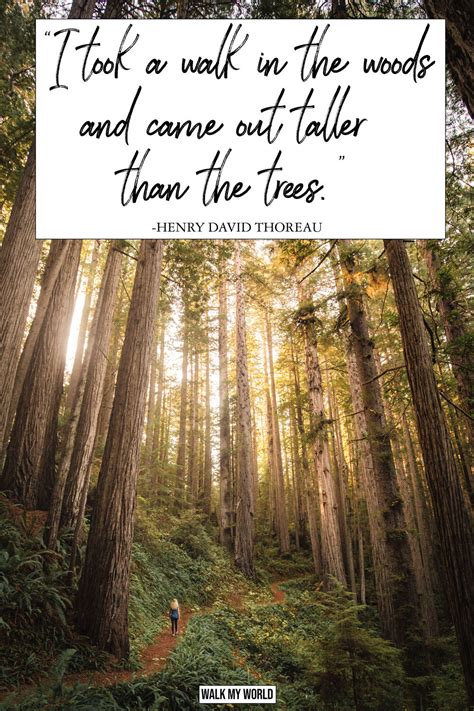 40 Inspirational Quotes about Trees — Walk My World