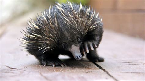 Baby Echidna Makes a Recovery at Australian Zoo - ABC News