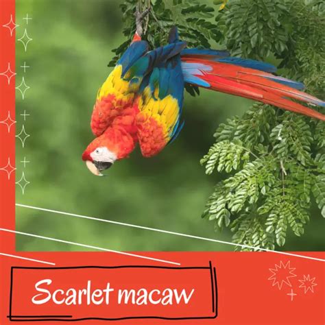 Scarlet macaw - Reproduction Diet Habitat and Lifespan