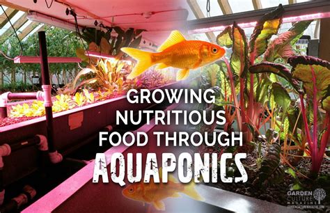 Growing Nutritious Food Through Aquaponics | Garden Culture Magazine