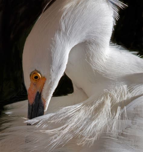 A snowy egret grooming its feathers during breeding season. | Smithsonian Photo Contest ...