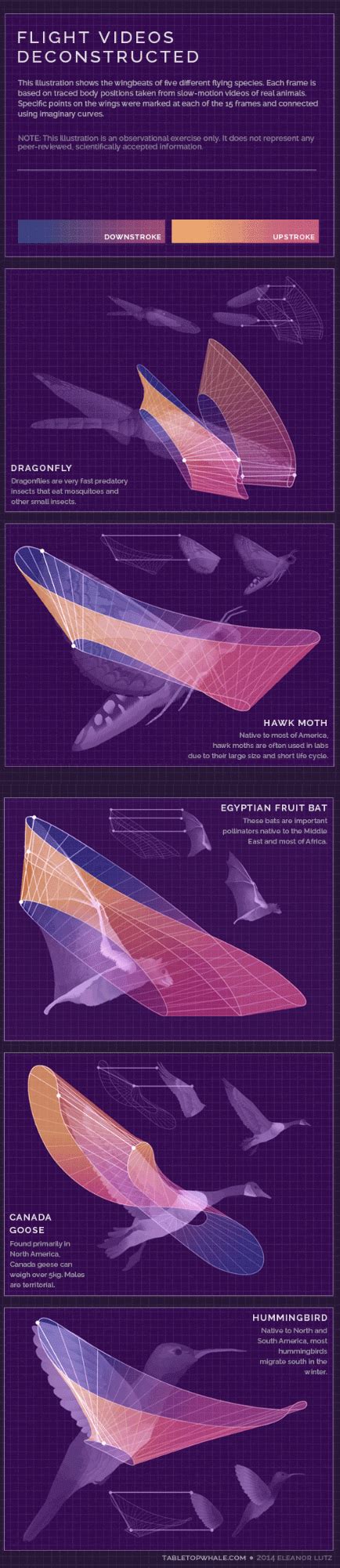 Flight videos deconstructed Fantasy Comics, Sci Fi Fantasy, Flight ...