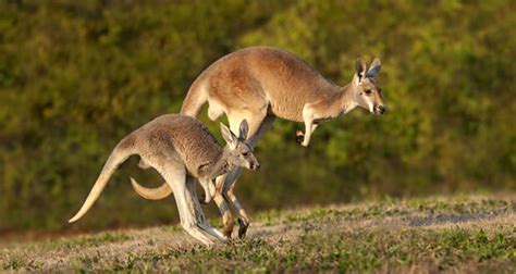 Kangaroo Facts: 20 Interesting Facts About Kangaroos | KickassFacts.com