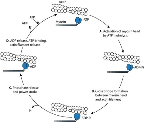 Myocardiocyte contractile cycle. Calcium binds TnC (inhibiting TnI)... | Download Scientific Diagram