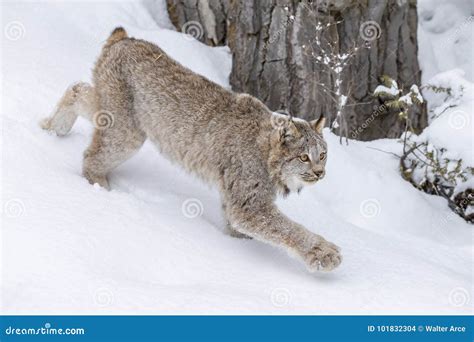 Bobcat in the Snow stock photo. Image of gazing, mammal - 101832304