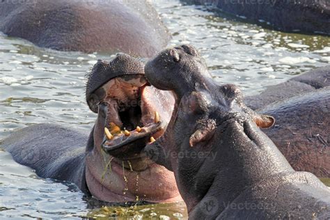 Male hippos fighting 718552 Stock Photo at Vecteezy