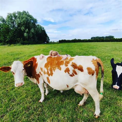 UK farm attracts visitors with 'cow cuddling' experience - Agriland.ie